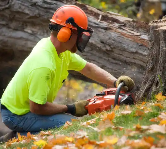 tree services Plano